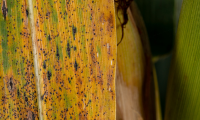 corn spots