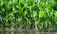 Crop Development and Yield