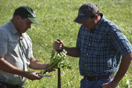 INTERVIEW FOR THE NATIONAL NO-TILL EDUCATOR OF THE YEAR AWARD 2 farmers in field