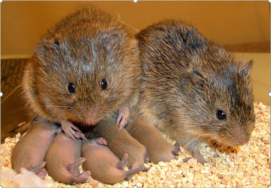 Two Voles - Babbies vole babies