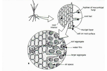 Field of cover crops supporting mycorrhizal fungi