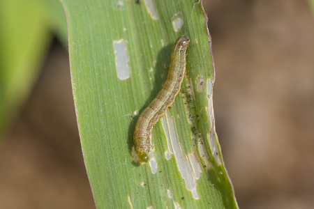 armyworm on a leaf