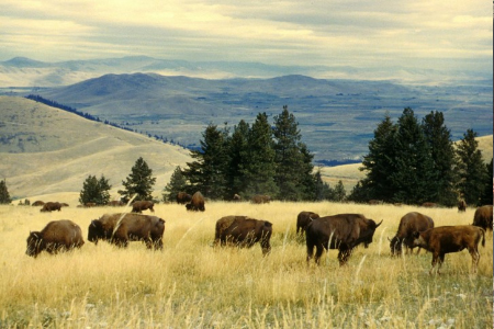Bison Roeaming in a Field