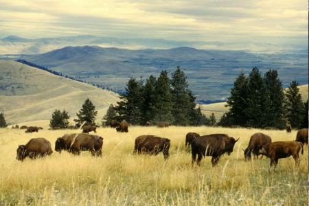 Bison Bison Roeaming in a Field