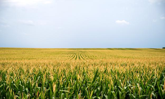 corn field