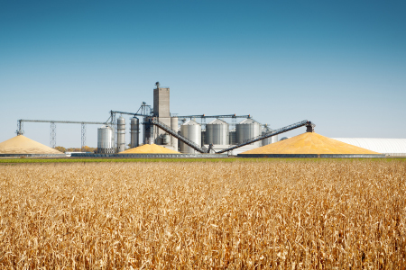 Corn field under a clear sky