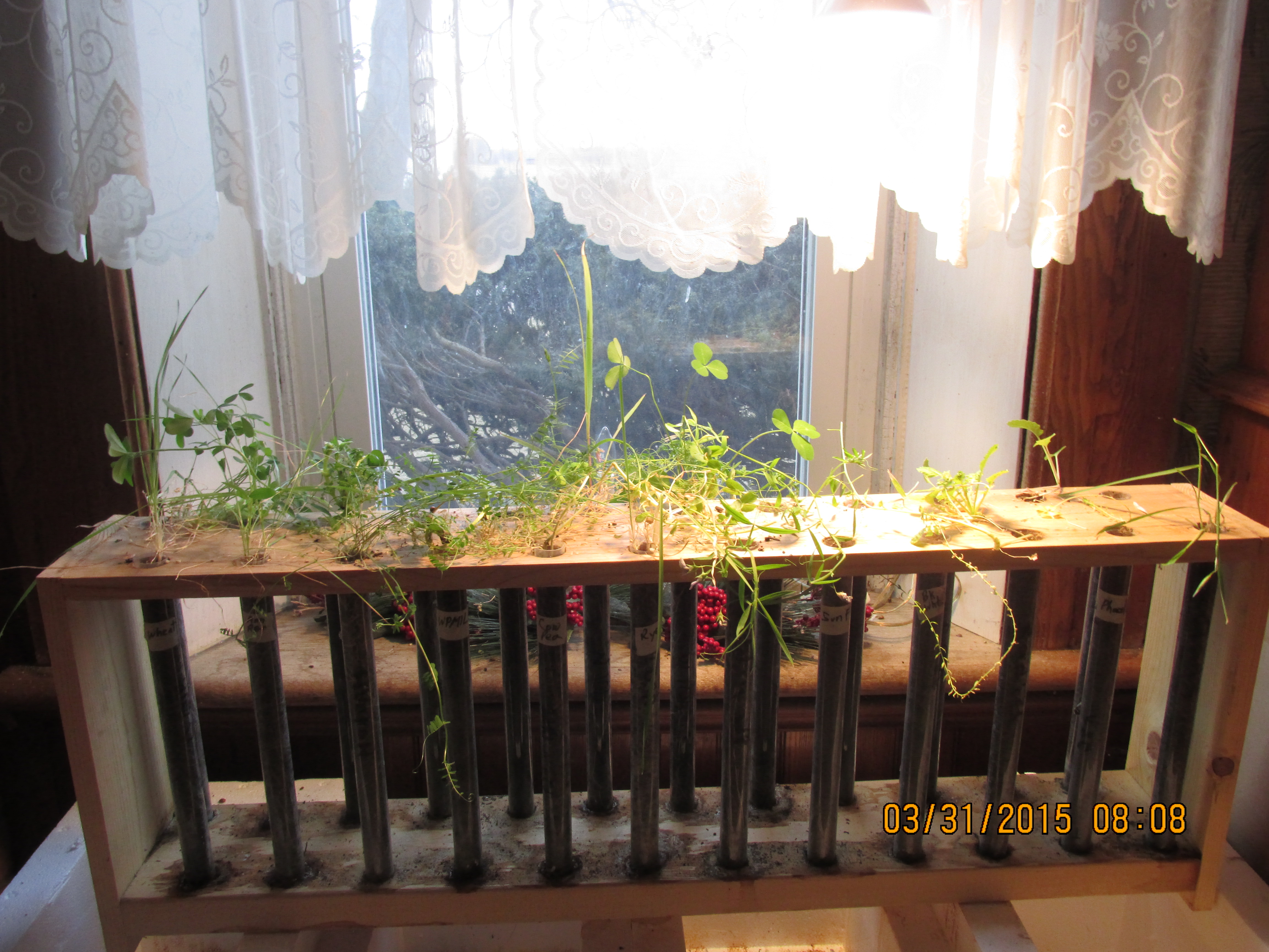Cover crop shoot and root display board