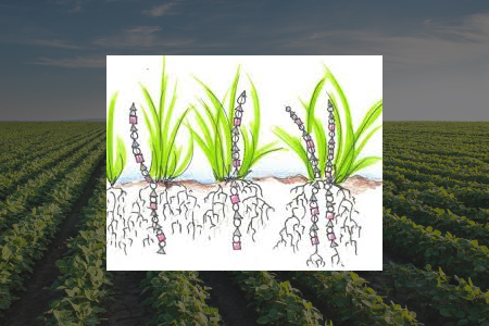 Jim Hoorman Slide showing cover crops absorbing nitrogen, phosphorus, and potassium man with thumbs up