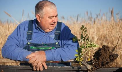 Brandt farm field of wheat behind a man stand