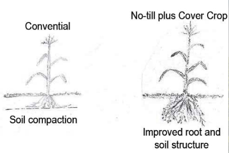 Enhanced root growth diagram from no-till with good soil structure versus conventional tillage diagram