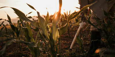 corn field, sun rise