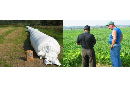 Growing and Managing Forage Cover Crops field