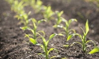 Crop Progress From delayed germination to cold imbibition