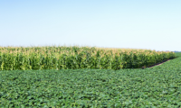 Improving Corn and Soybean Yields corn and soybean