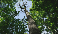 Noticing trees struggling this year?