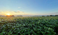 Spoon Feeding Crops