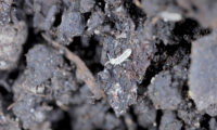 Springtails Suppress Weeds