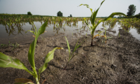hoorman soil health blog Crop Update