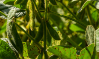 Crop yields