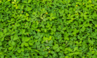 Cover Crop Research
