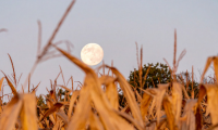 harvest news