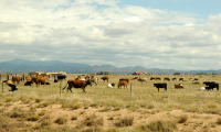 cattle