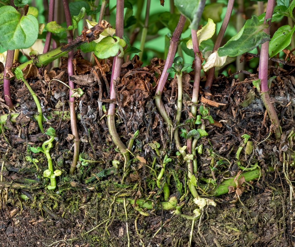  Four Weeks No Roots Causes Compaction