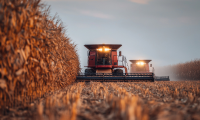 combine field, corn