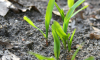Corn and Soybean Pests