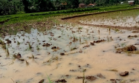 water soil in farm field