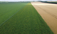 Wheat Straw & Cover Crops
