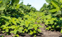 Fighting Waterhemp