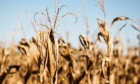 hoorman soil health blog Farm Economy Suffering