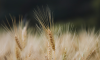 Are Small Grains Profitable? harvest news