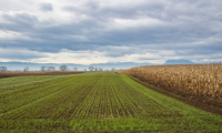  Corn and Soybean Phosphorus
