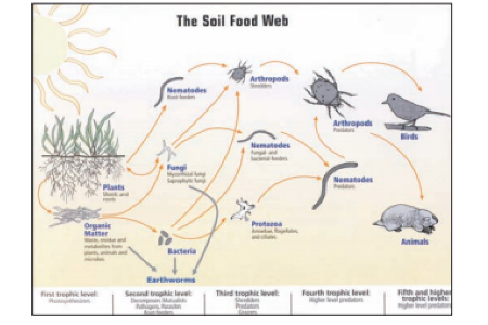 Using Cover Crops to Convert to No-till soil food web diagram