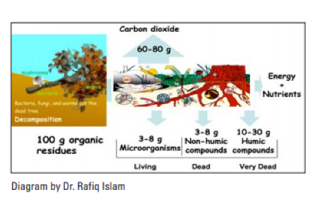 Diagram of nutrient cycling around plant roots