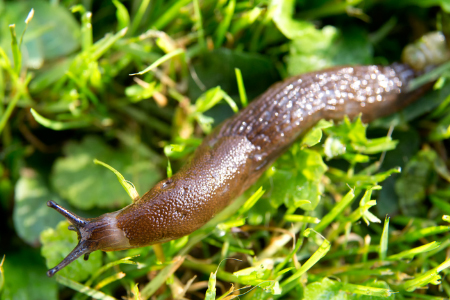 slug