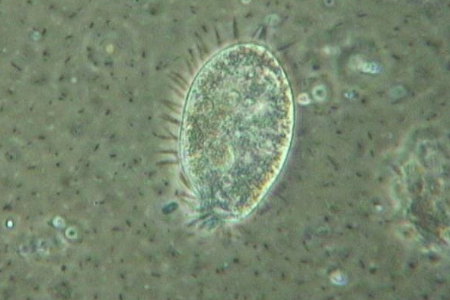 Microscopic view of soil bacteria