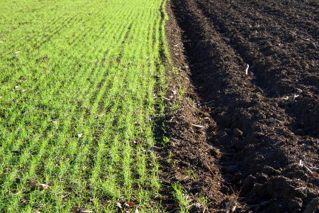 Are USA Soil Erosion Rates Sustainable? crop field