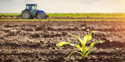 Young seedling emerging from freshly worked soil in a tractor-worked field