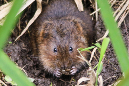 vole eating