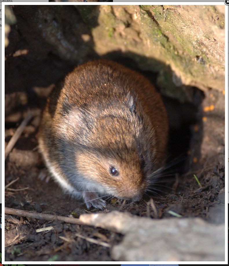 Field Mouse vole in meadow
