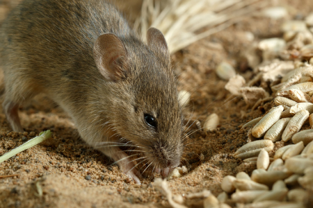 Discovering How Cover Crops Impact Cropland Habitat for Pests: Voles, Slugs, and Other Pests voles