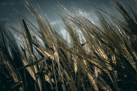 Wheat field in late season