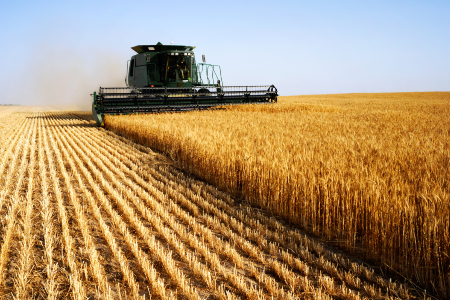 Combine harvesting a wheat field